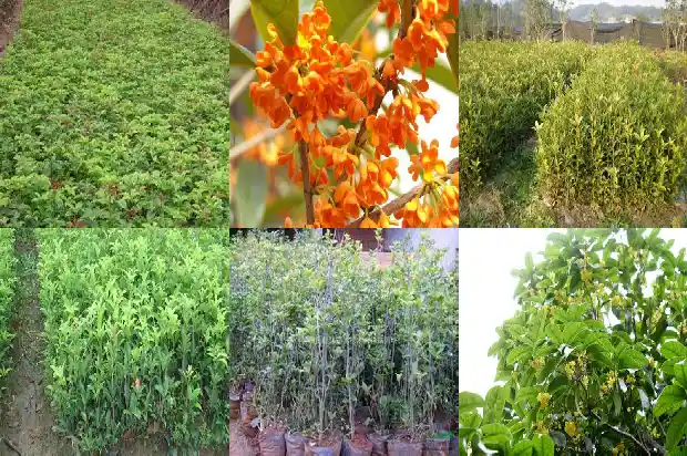 阳台能栽桂花树吗北方1690677630335