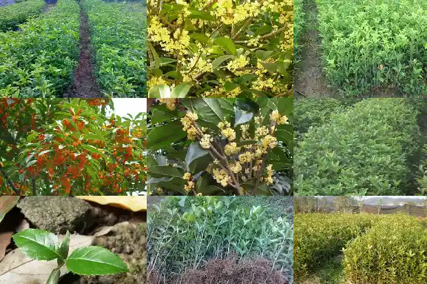 桂花树最佳嫁接时间1686270220019