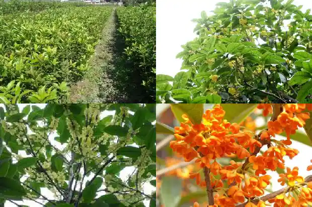 桂花树最佳嫁接时间1686270220067