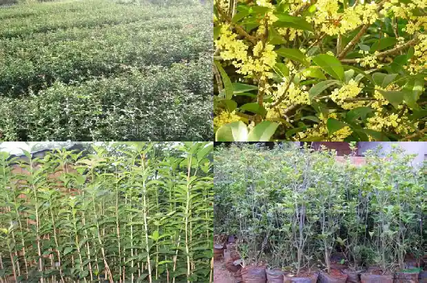 四季桂花开花香吗1686270308136