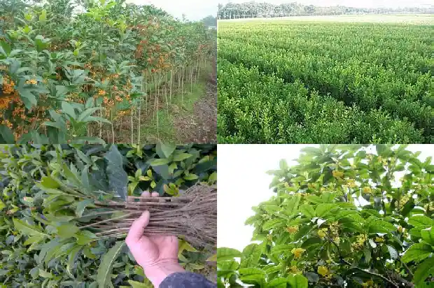 四季桂花开花香吗1686270308184