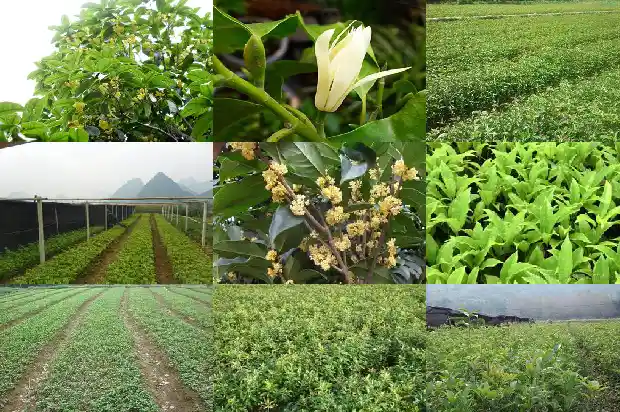 四季开花的桂花树怎样养护1686270326229