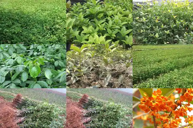 四季开花的桂花树怎样养护和管理1686270348510