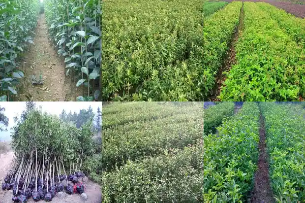 四季开花的桂花树怎样养护和管理1686270348557