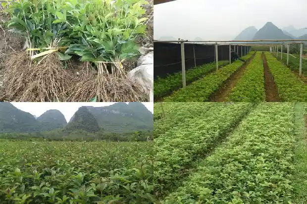 四季开花的桂花树怎样养护和管理1686270348605