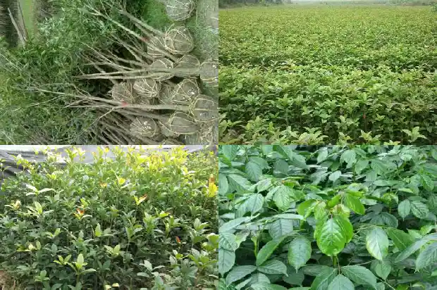 四季开花的桂花树怎样养护和管理1686270348653