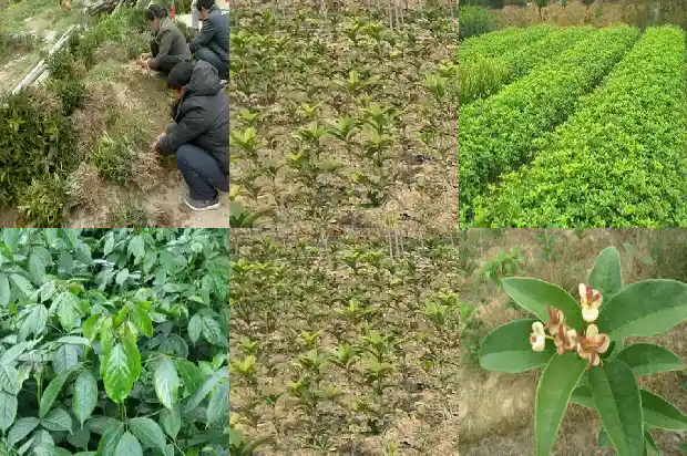 一年四季开花的桂花树怎么剪枝1686270372314
