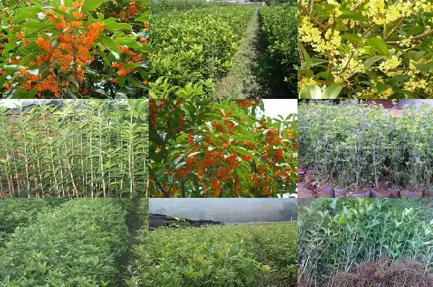 一年四季开花的桂花树怎么剪枝1686270372361