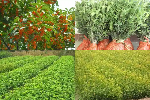 一年四季开花的桂花树怎么剪枝1686270372409