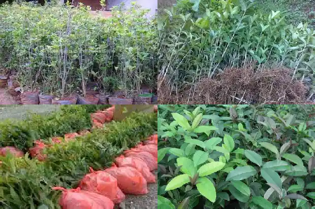 桂花木樨科1688517649082