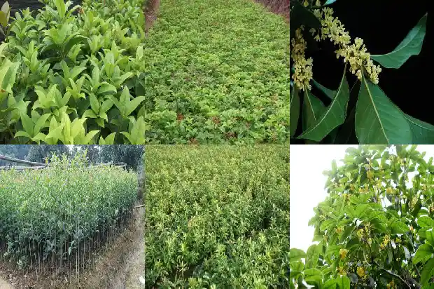桂花树是什么季节开放的花朵呢1686270441304