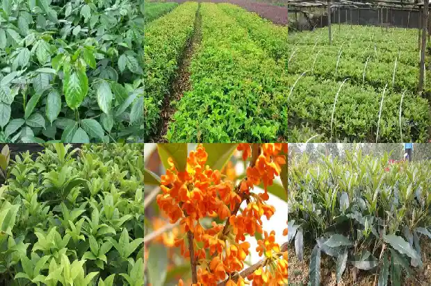 桂花树盛开的季节1686270460014