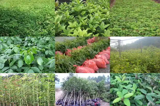 桂花树是在哪个季节开放的1686270484514