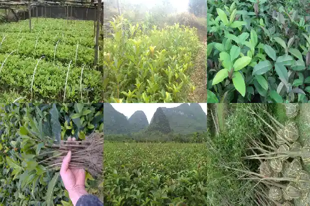 桂花树是在哪个季节开放的1686270484562