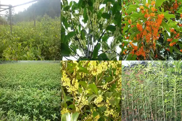 桂花是什么季节开的花?1686270596110