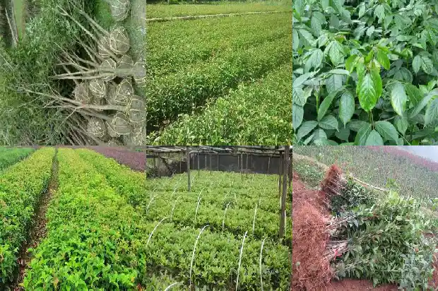桂花是什么季节开的花?1686270596158