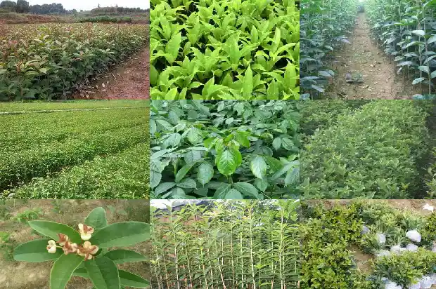 桂花是什么季节开的花?1686270596206