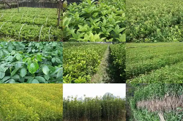 桂花是哪个季节开花的?1686270631985
