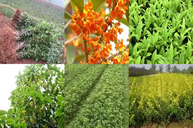 桂花是哪个季节开花的?1686270632032