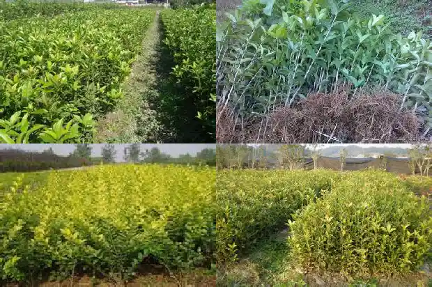 桂花开花是哪个季节1686270673607