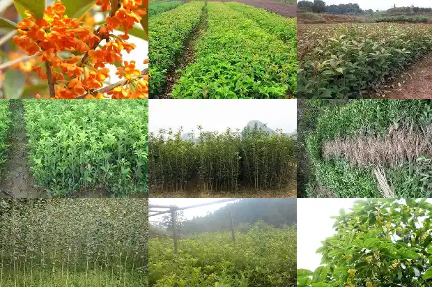 桂花开花是哪个季节1686270673653