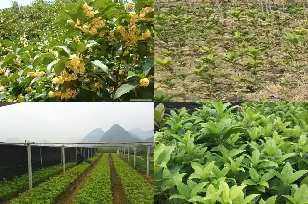 桂花树一般是在什么季节开放的植物1686270710064