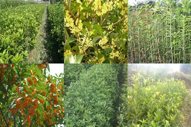 桂花树一般是在什么季节开放的植物1686270710112