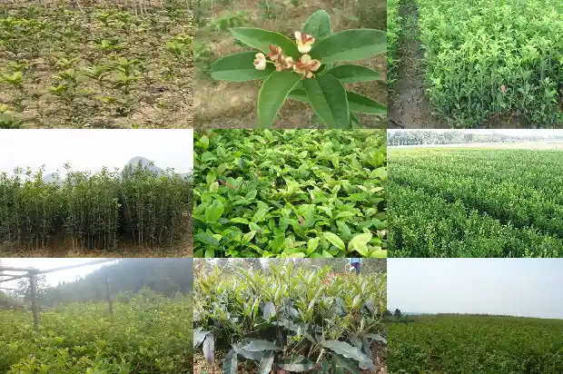 桂花树几月栽成活率高些1686270735722