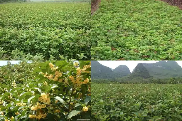 桂花树几月栽成活率高些1686270735818