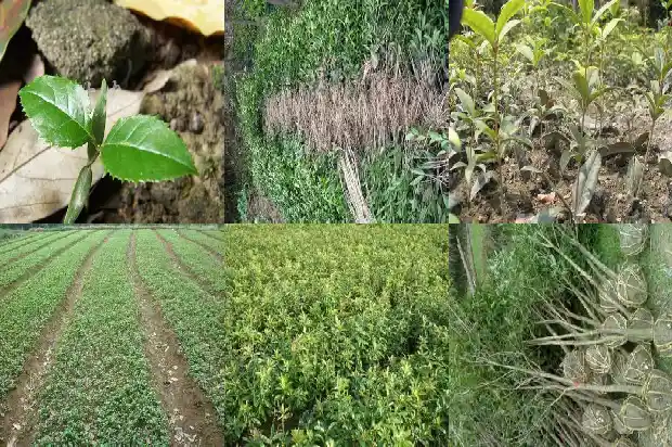 桂花树如何盆栽才能活1686270775315