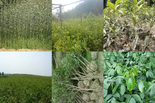 桂花树如何盆栽才能活1686270775363