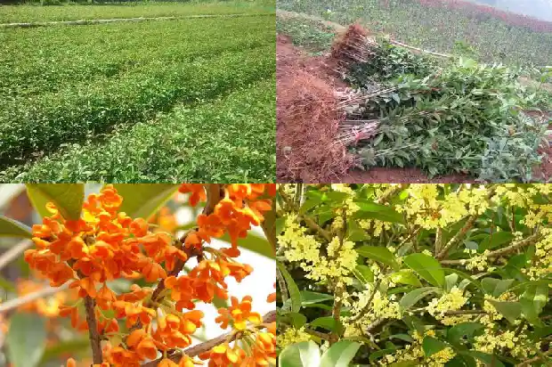 桂花种植方法和时间冬季冬季1686270865560