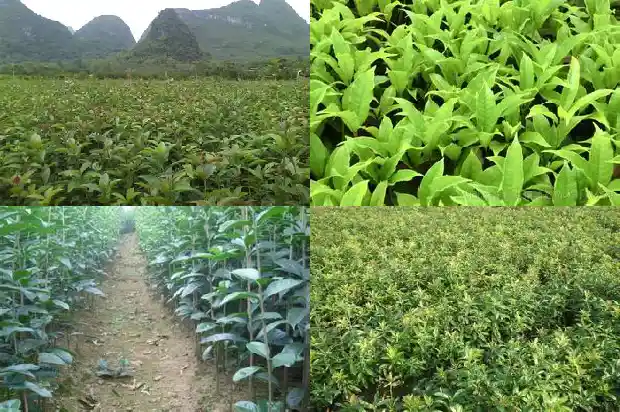 桂花种植间距多少1686270901337