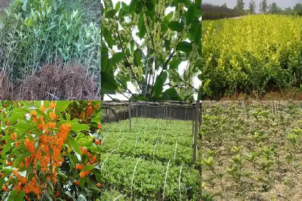 桂花种植间距多少1686270901385