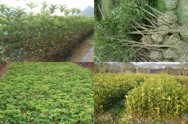 桂花种植间距半米不移栽会怎样呢1686270922671