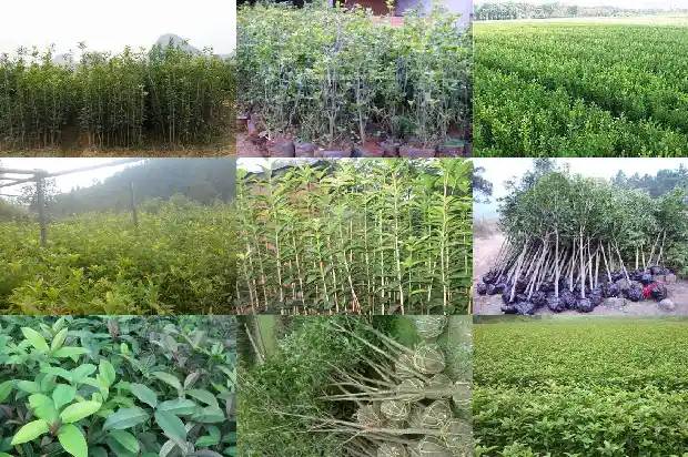 桂花种植间距半米不移栽会怎样呢1686270922718