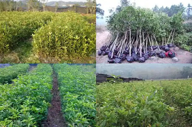 桂花什么季节种植1686270945491