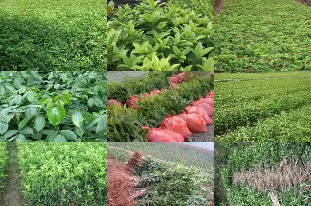 桂花栽什么地方风水好1686271001754