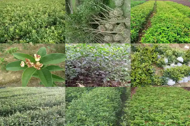 桂花的最佳移栽时间1686271073319