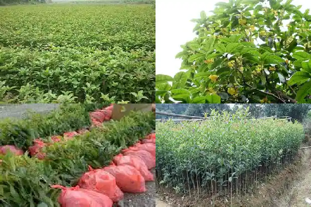 桂花种植土壤要求标准1686271093844