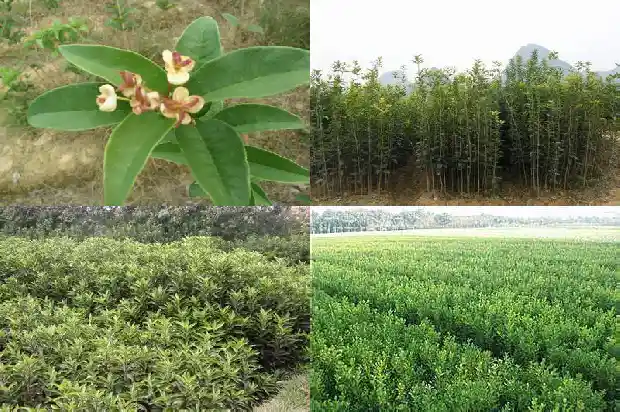 桂花种植土壤要求标准1686271093892