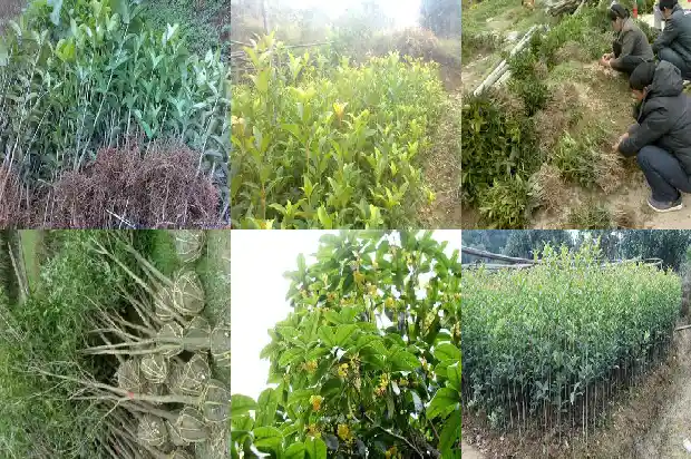 桂花种植土壤要求标准1686271093940