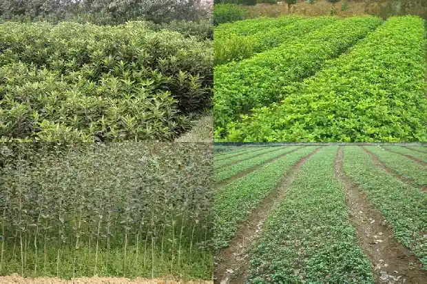 栽植桂花对土壤有什么要求1686271119050