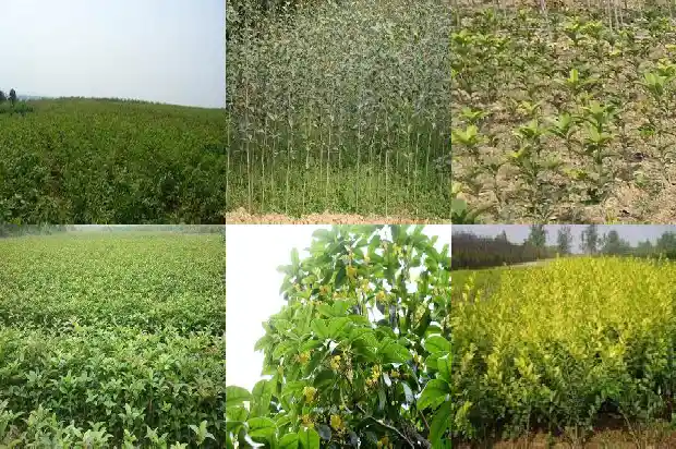 栽植桂花对土壤有什么要求1686271119096