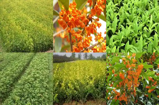栽植桂花对土壤有什么要求1686271119192