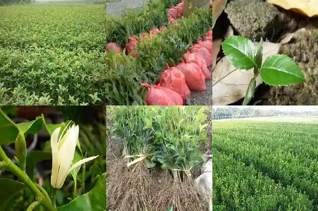 桂花种植在庭院哪个方位最好1686271134835