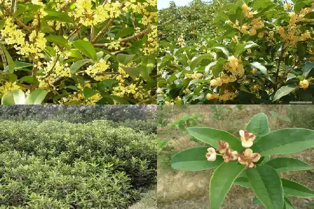 桂花种植在庭院哪个方位最好1686271134882