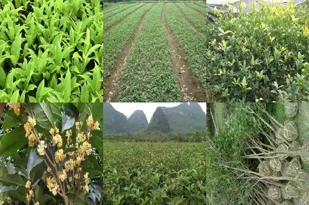 桂花庭院种植位置1686271152866