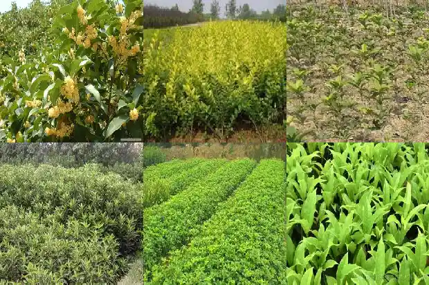桂花庭院种植位置1686271152914