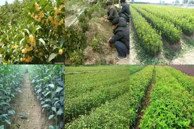 桂花庭院种植位置1686271152962